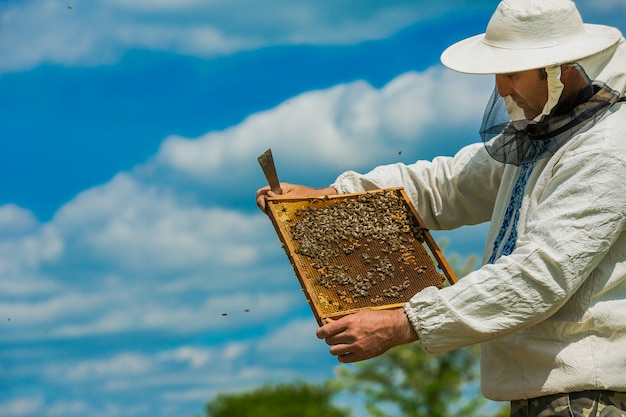 Beekeeper consider bees in honeycombs. Hands of the beekeeper. Frames of a beehive. Working bees on honeycomb