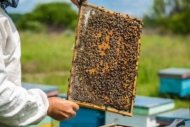 Beekeeper consider bees in honeycombs with a magnifying glass.