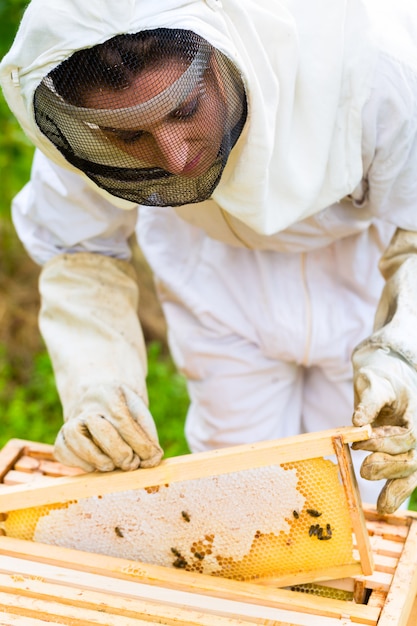 Beekeeper controlling beeyard and bees