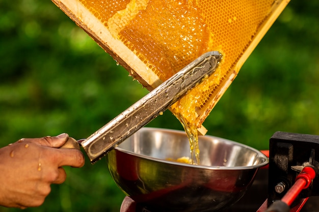 Photo beekeeper cutting wax from honeycomb frame with a special electric knife