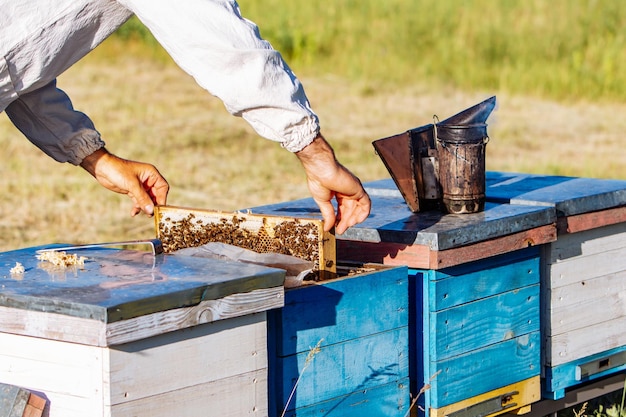 The beekeeper examines bees in honeycombs Hands of the beekeeper The bee is closeup