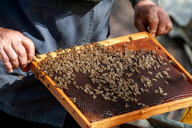 養蜂家は蜂の巣の中の蜂を蜂蜜の入った蜂の巣の手で調べます