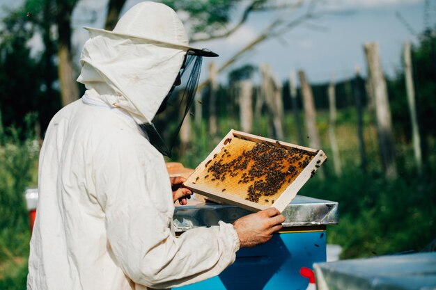 사진 벌 양육자 가 벌집 을 조사 하고 있다