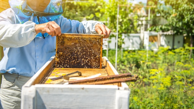 Beekeeper exploring honeycomb outdoors