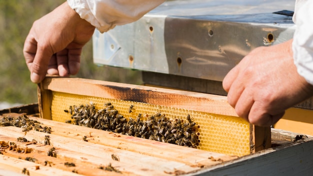 Foto apicoltore che estrae miele