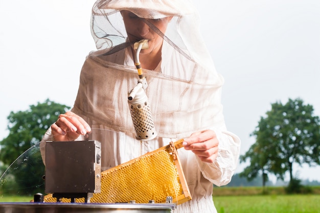 Beekeeper filling honey extractor