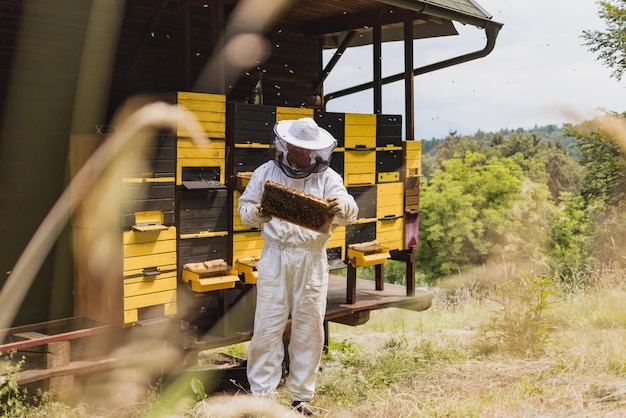 Beekeeper in front of beehive boxes holding a frame with comb and bees