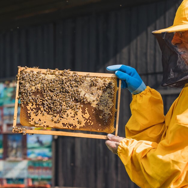 ミツバチ飼い主の手は蜂巣のフレームを握り,蜂巣を近距離で撮影する