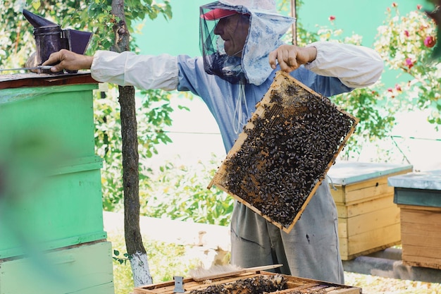 Beekeeper holding beehive tray