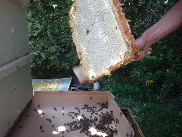 Beekeeper holding bees and honeycomb