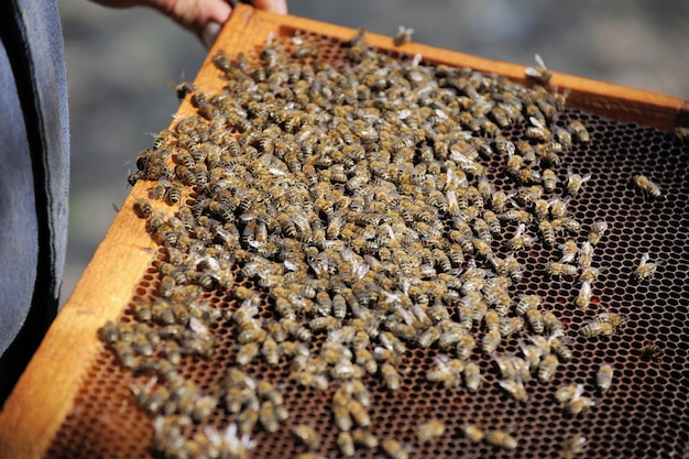 ハニカムのフレームを保持している養蜂家