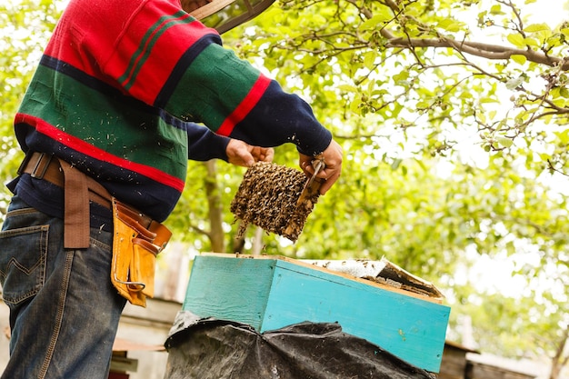 Beekeeper holding a frame of honeycomb