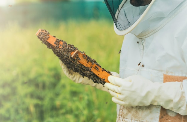 Beekeeper holding a frame