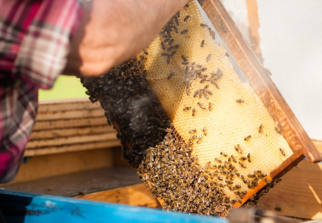 Beekeeper holding the honey comb with bees