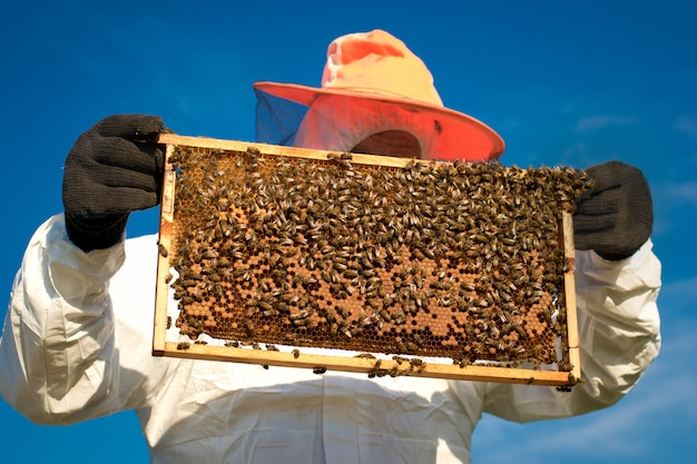 Пчеловод держит соты пчел. Пчеловод осматривает сотовую раму на пасеке.