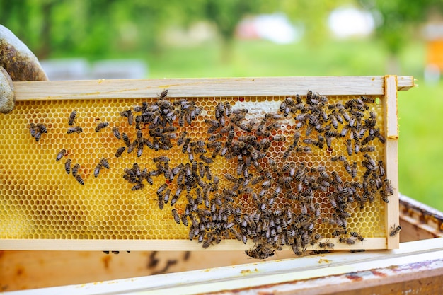 ミツバチでいっぱいのハニカムを持っている養蜂家養蜂家は養蜂場のハニカムフレームを検査します