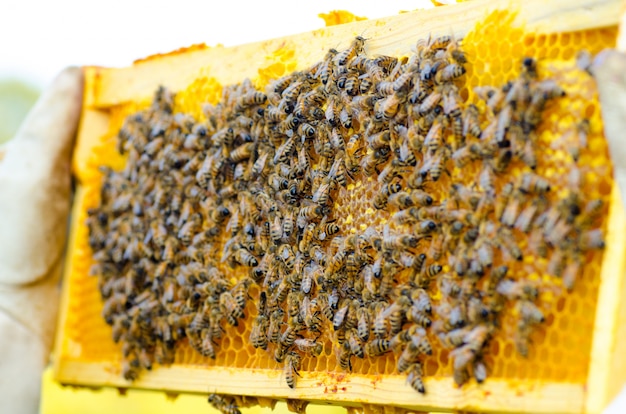 養蜂家が蜂でいっぱいハニカムを保持