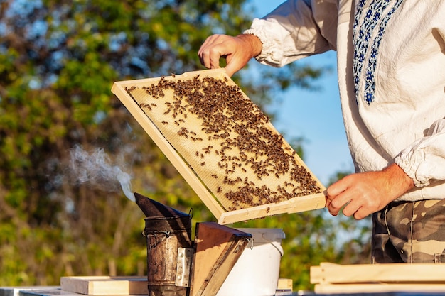 Apicoltore che tiene cornici in legno di miele. agricoltore che lavora con la cera d'api.