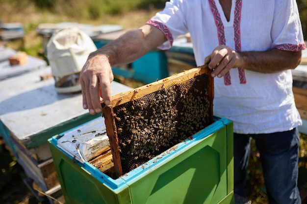 Photo a beekeeper holds a frame with bees on a background of garden trees with green leaves