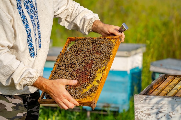 양봉가는 손에 꿀벌과 함께 꿀 세포를 보유하고 있습니다.