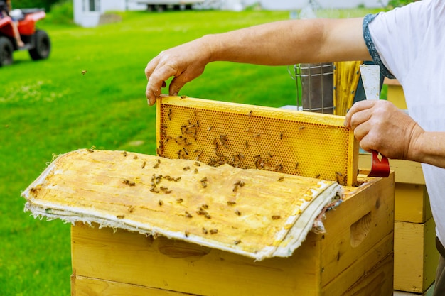 Beekeeper holds a open frame with honeycombs filled with honey