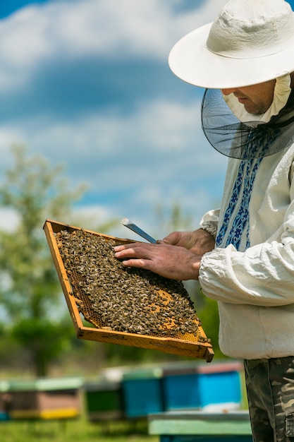 Beekeeper inspecting frame with honeycomb full of bees. Beekeeper at work. Bees on honeycombs.