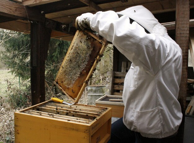 写真 養蜂家 が 蜂巣 を 検査 し て いる