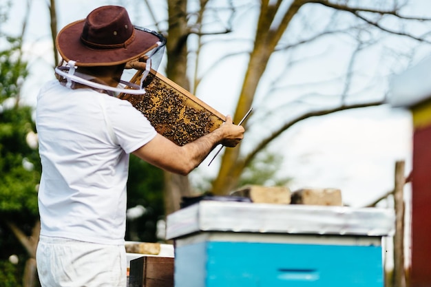 Photo beekeeper inspects beehive