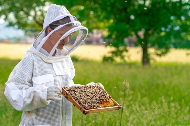 Beekeeper inspects bees in a protective suit