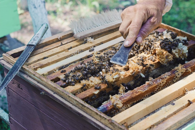 A beekeeper is working on a beehive with a brush and a bee on it.