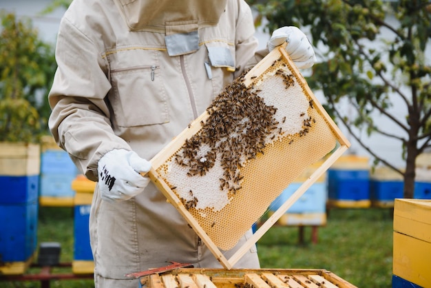 Beekeeper is working with bees and beehives on the apiary Beekeeping concept