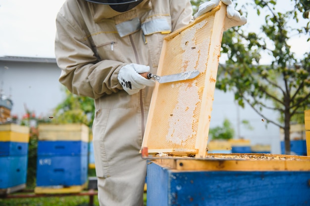 Beekeeper is working with bees and beehives on apiary bees on\
honeycomb frames of bee hive beekeeping honey healthy food natural\
products