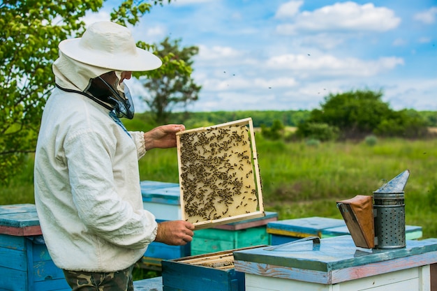 Beekeeper is working with bees and beehives on the apiary. Frames of a bee hive