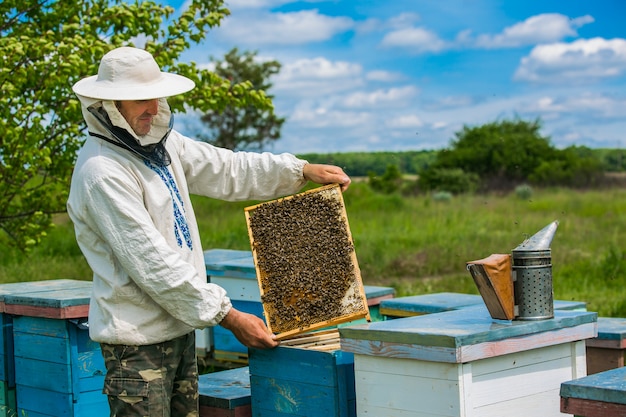 Beekeeper is working with bees and beehives on the apiary. Frames of a bee hive