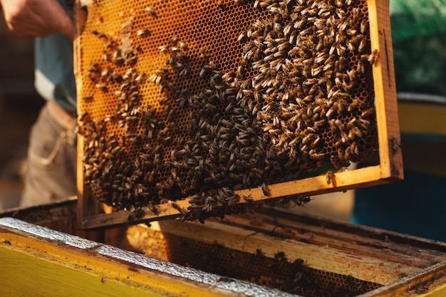 Пчеловод работает с пчелами и ульями на пасеке