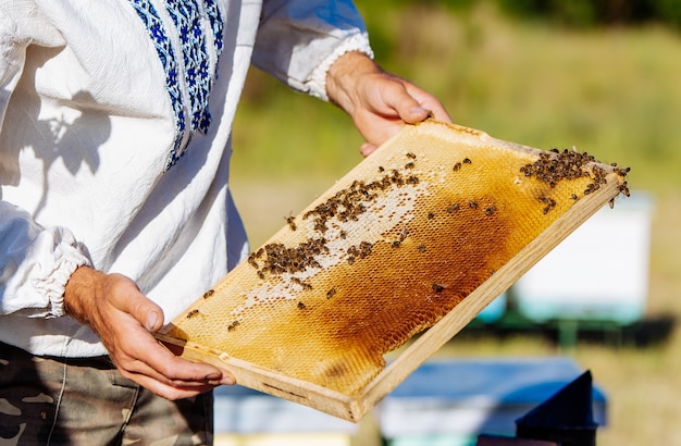 Beekeeper is working with bees and beehives on the apiary.