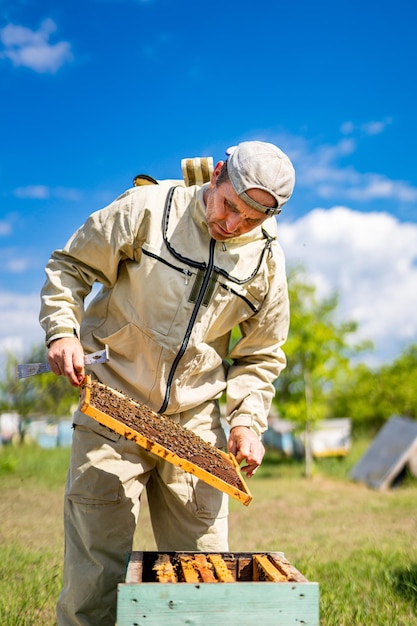 Beekeeper is working with bees and beehives on the apiary