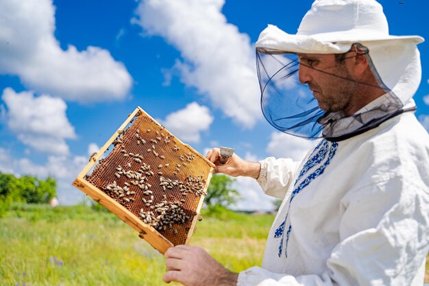 Beekeeper is working with bees and beehives on the apiary