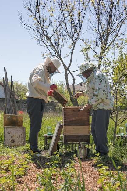 beekeeper is working with bees and beehives on the apiary