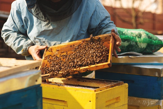Пчеловод работает с пчелами и осматривает улей после зимы