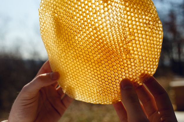 Photo beekeeper looking carefully at honeycomb in sunlight