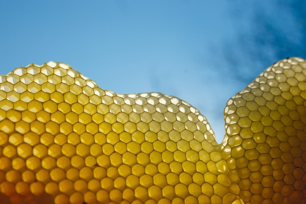 Beekeeper looking carefully at honeycomb in sunlight