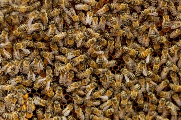 beekeeper looks after honeycombs. Apiarist shows an empty honeycomb. beekeeper looks after bees and honeycombs