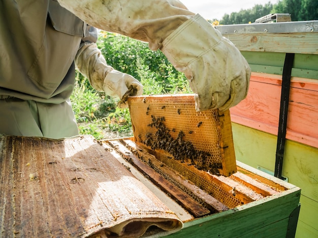 Beekeeper male working collect honey beekeeping concept
