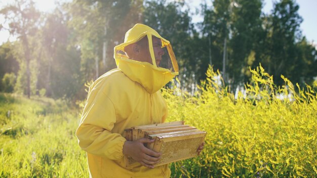 Beekeeper man with wooden frame walking in blossom field while working in apiary