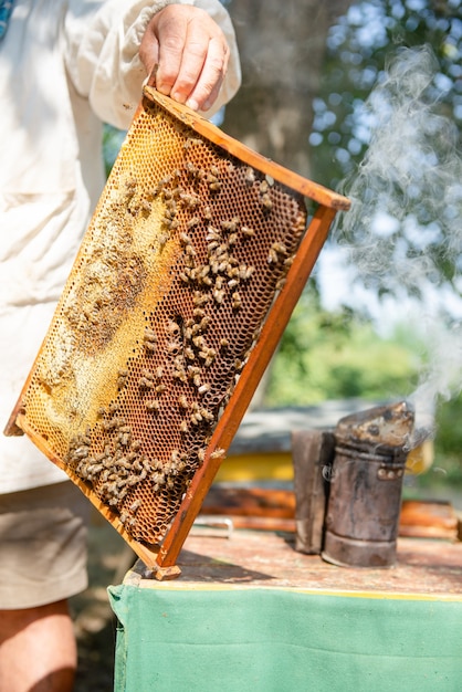 양봉가는 벌통을 열고 꿀벌은 확인하고 꿀을 확인합니다. 벌집을 탐험하는 양봉가.