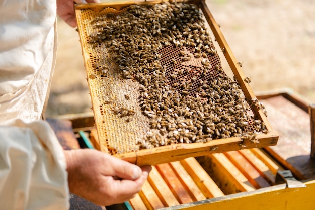 The beekeeper opens the hive, the bees checks, checks honey. Beekeeper exploring honeycomb.