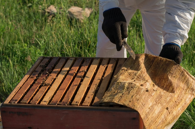 Beekeeper opens the hive, frames with honeycombs and fabric with propolis are visible