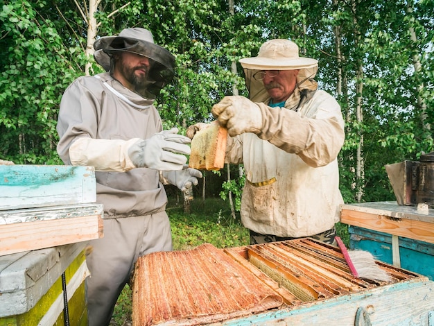 Beekeeper removing honeycomb from beehive person in beekeeper suit taking honey from hive farmer wea