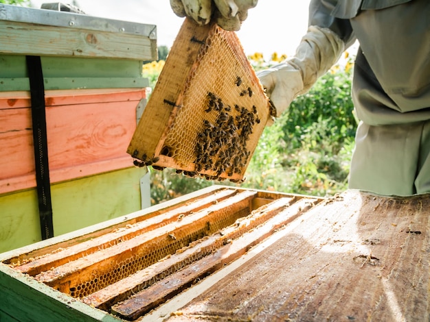 Beekeeper removing honeycomb from beehive person in beekeeper suit taking honey from hive farmer wea